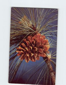 Postcard Long Leaf Pine Symbolic Sandhill & Coastal Plain Section of NC & SC