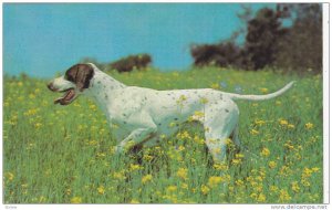English Pointer in an open field, 40-60s