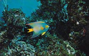 Angel Fish And Coral Formation At John Pennekamp Coral Reef State Park Key La...