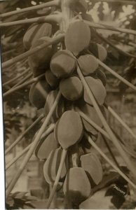 PC CPA SINGAPORE, PAPAYA FRUIT, VINTAGE REAL PHOTO POSTCARD (b11989)