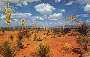 Yucca State Flower, New Mexico NM