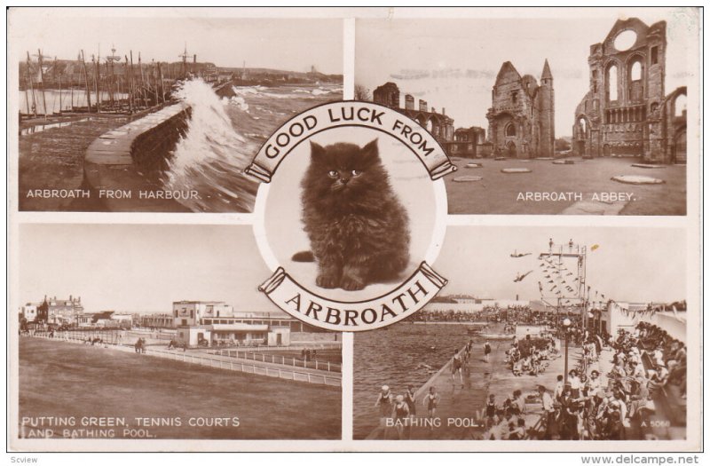 RP, ARBROATH (Angus), Scotland, UK, PU-1953; Black Cat, Arbroath From Harbour...