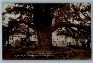 Devon England Postcard Old Yew Tree Stoke Gabriel c1910 Antique RPPC Photo