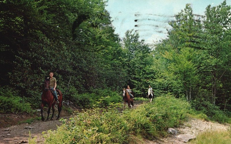 Vintage Postcard 1965 Horseback Riding Blackwater Falls State Park
