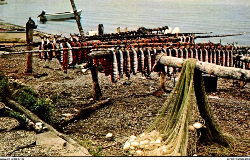 Alaska Kotzebue Salmon Drying Along Shore Of Bering Sea