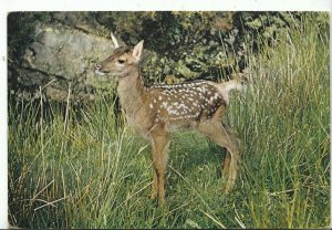 Animal Postcard - A Young Red Deer - Fawn   AB1498