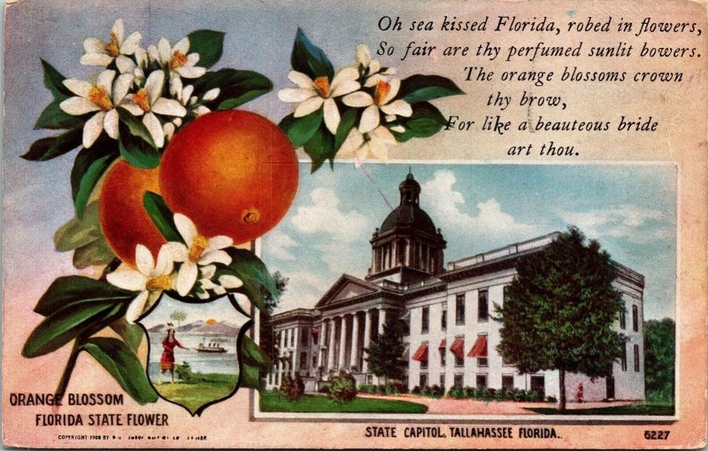 Orange Blossom Florida State Flower FL Oranges Antique Divided Back Postcard 