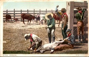 Ranch Scene Calf Branding Detroit Publishing