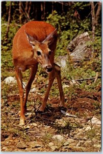 Postcard - Deer in Algonquin Park - Canada