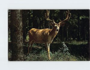 Postcard Mule Deer In Velvet Wyoming Mountains Wyoming USA