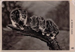 1907 Tuck, Real Photo Three Cats on a Limb, Who's Afraid, Old Post Card