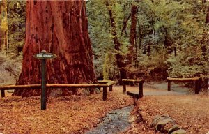 General Grant Tree Big Trees Park Santa Cruz County California  