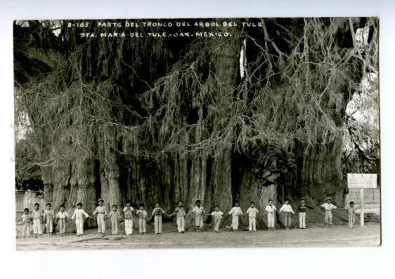 172888 MEXICO OAX part of tree trunk tule Vintage photo PC