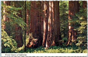 Postcard - Forest Giants of California, USA