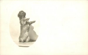 c1920s RPPC Postcard; Terrier Dog Sits up for the Camera, Oval Vignette Unposted