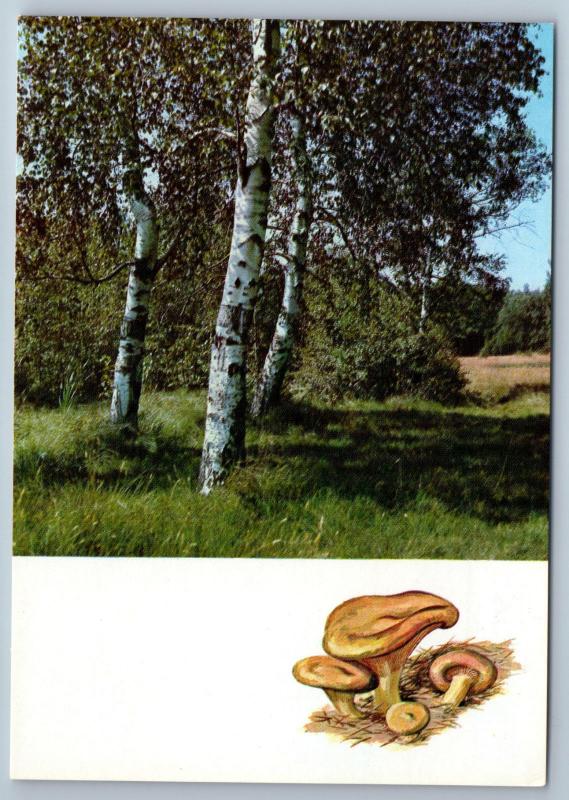 1971 MUSHROOMS of the Russian Forest Landscape Tree Lot 16 Postcards in Folder