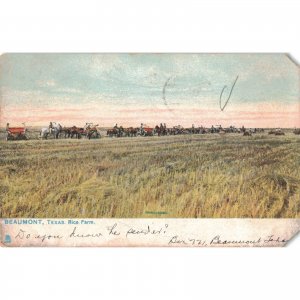 Rice Farm Beaumont Texas Raphael Tuck c.1909 Postcard / 2T7-297