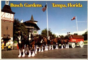 Horses Budweiser Clydesdale Hitch At Busch Gardens Tampa Florida