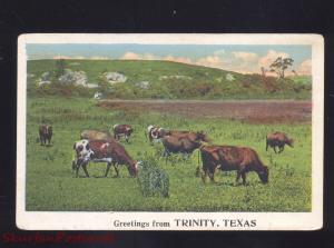 GREETINGS FROM TRINITY TEXAS COWS CATTLE FARM FARMING ANTIQUE VINTAGE POSTCARD