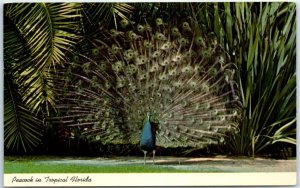 M-47715 Peacock in Tropical Florida