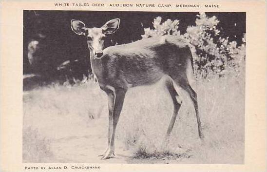 Maine Medomak Audubon Nature Camp White Tailed Deer Artvue