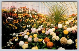 Chrysanthemums, Assiniboine Park Conservatory, Winnipeg MB, Vintage Postcard