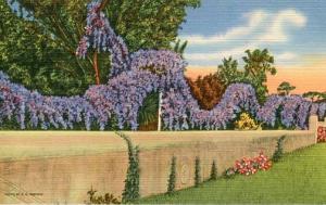 FL- Purple Bougainvillea Vines