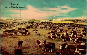 Vtg Postcard Phoenix Arizona AZ - Tovrea's Stock Yard Largest Feeding Pen M12