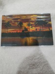 Antique Postcard, Evening Shadows in Florida