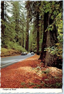 Postcard - Carpet of Rust, Avenue of the Giants - California