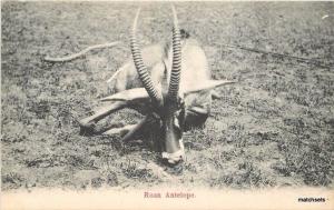 Africa C-1910 Roan Antelope postcard 13271