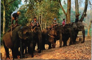 Thailand Chiengmai North Teak Wood Forest Elephants Vintage Postcard C195