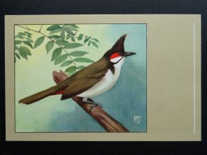 Bird Theme RED EARED BULBUL c1950s Postcard by P. Sluis Series 10 No.118