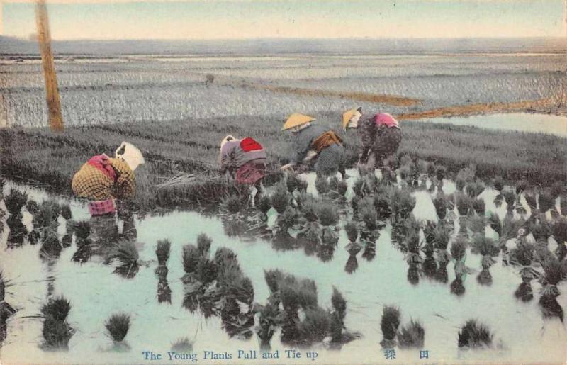 Japan Farming Rice Field Tying up Young Plants Antique Postcard J66879