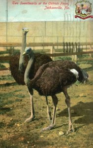 Vintage Postcard 1910 Two Sweethearts at Ostrich Farm Jacksonville FL Florida