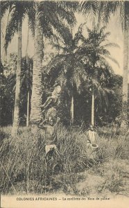 African colonies ethnic picking palm nuts scenic Africa vintage postcard 