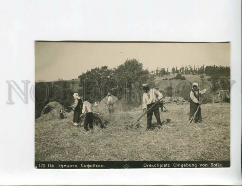 3173281 BULGARIA SOFIA haymaking Vintage real photo postcard