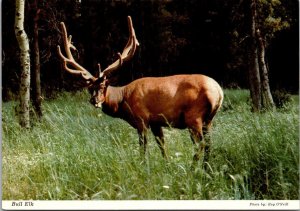 Canada Jasper National Park Bull Elk