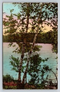 Itasca State Park MN Woodland Scene Linen Postcard Hand-Colored 1938