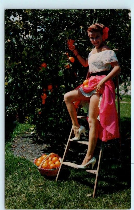 FLORIDA ORANGES Sexy Leggy Girl on Ladder Risque ca 1960s-70s   Postcard