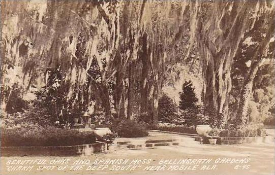 Alabama Mobile Bellingrath Gardens Oak Tree &  Spanish Moss Real Photo RPPC