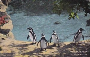 Penguins On Parade Forest Park Zoo Saint Louis Missouri