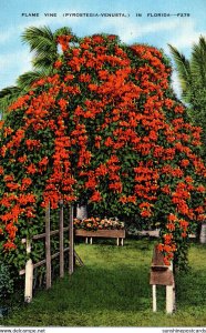 Florida Flame Vine In Full Bloom 1943