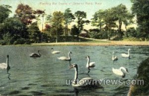 Swans, Jamaica Pond - Jamaica Plain, Massachusetts MA