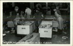 Alaska Fishing Industry Processing Halibut Men Work Occupation RPPC Postcard