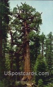 General Grant Tree - California Redwoods s, California CA  