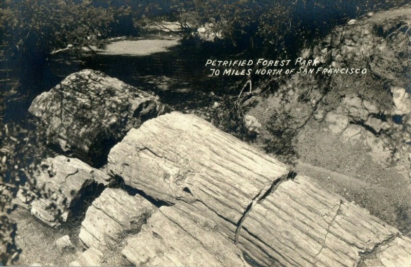 c.1910 RPPC Petrified Forest Santa Rosa, CA #2 Postcard F65