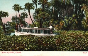 Vintage Postcard 1900's Water Hyacinth Flower Pond Plant Wild South Florida FL