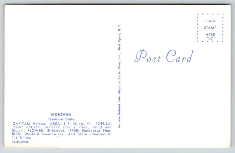 State Map~Greetings From Montana~Bitter Root Flower~Stanford~Forsyth~1950s PC