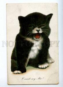 189495 Crying PUSSY CAT Kitten Vintage Colorful postcard